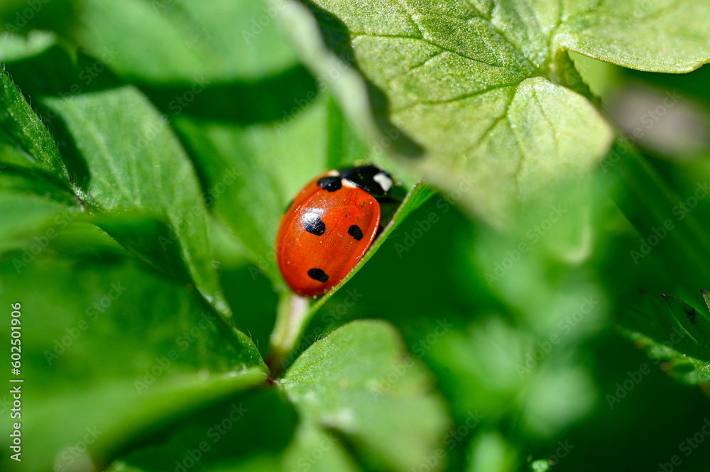 Close to a cute little ladybird ladybug Close to a cute little ladybird ladybug