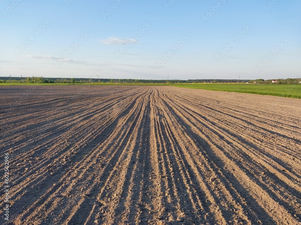 Young grass vegetables grow on the field