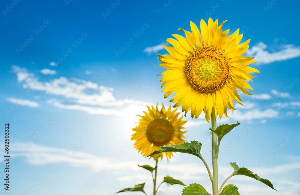 Obraz premium sunflower on blue sky background