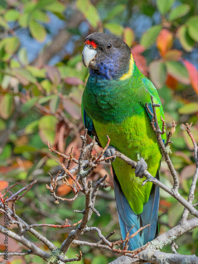 Fototapeta premium Australian Ringneck or Twenty-eight Parrot