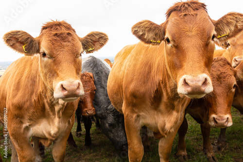 Close up of a herd of young, very curious female cows or heifers, facing forward and looking at camera. Eastt Yorkshire, UK.  Horizontal  Copy space.