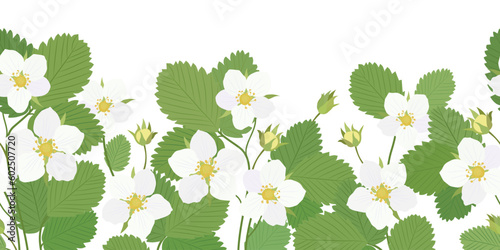 Seamless border with strawberry flowers and leaves. Spring floral background.