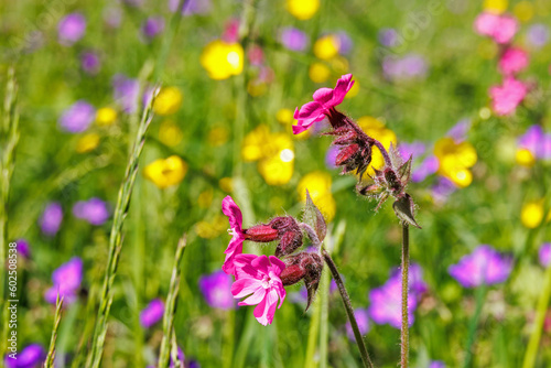 Clammy campion flowers on a meadow in the summer