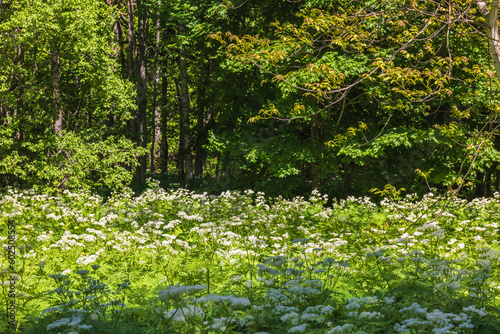 Fototapeta Naklejka Na Ścianę i Meble -  Flowering meadow by the forest