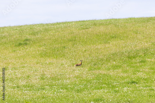 Roe deer in a flowering meadow