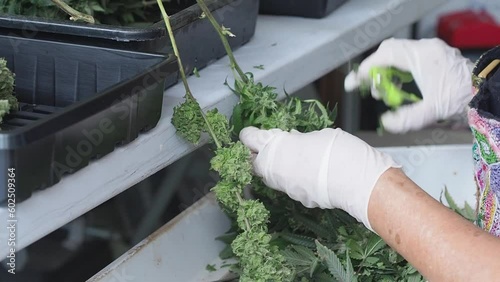 Marijuana leaf trimming. A worker cuts fresh cannabis flower buds with scissors