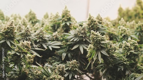 In a greenhouse, premium cannabis plants are prepped for harvest. Slow motion