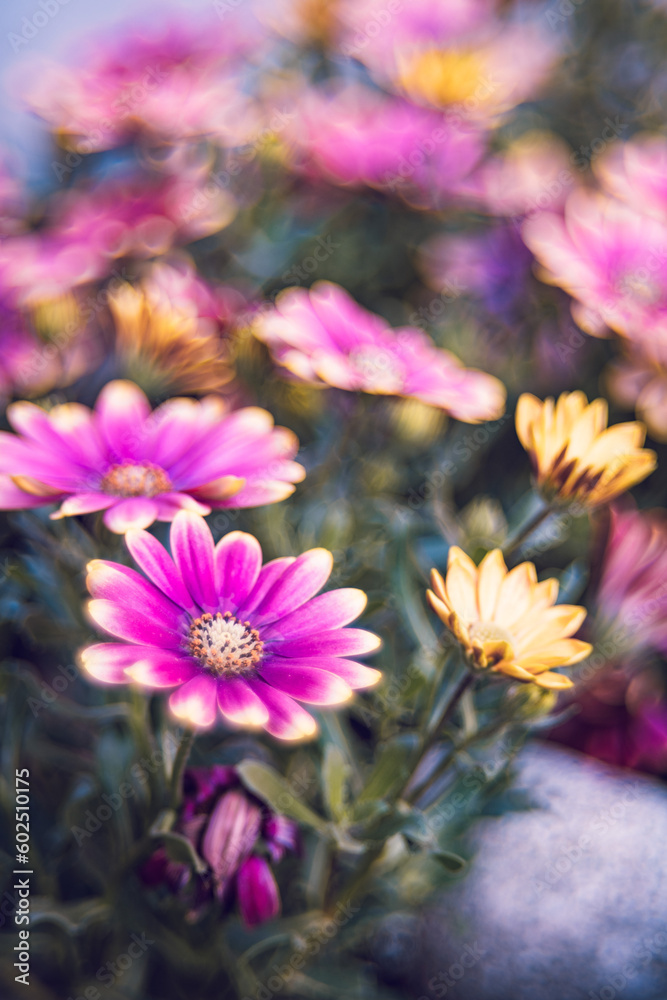 Obraz premium Bokeh flowers 