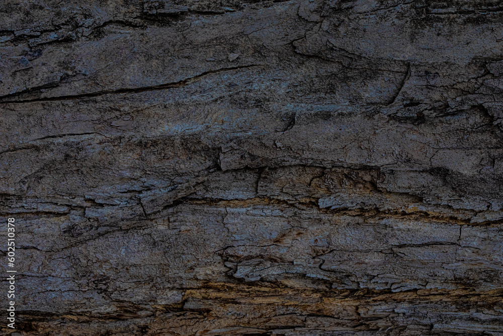 Old tree trunk close up Old tree trunk close up