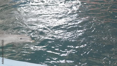 Wallpaper Mural Dolphins swimming in pool at marine mammal park Torontodigital.ca