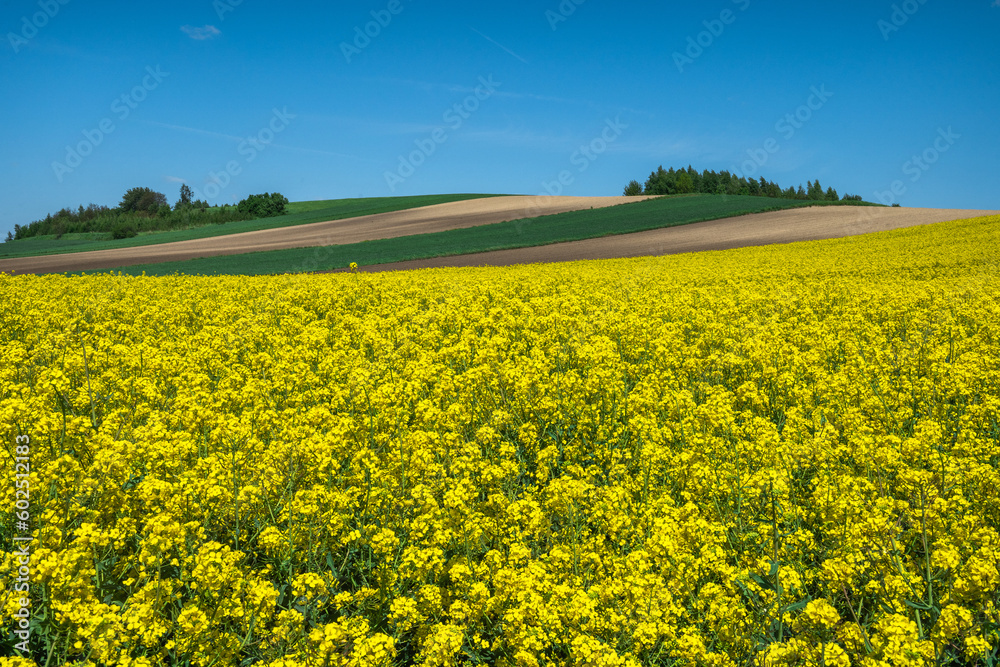 Fototapeta premium Yellow rape blooming in farm field, rolling hills and blue sky. Agriculture rural landscape