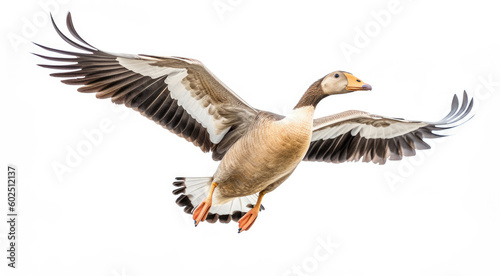 A flying goose isolated on a white background