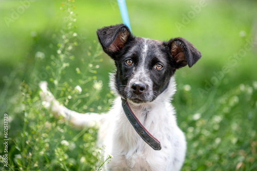 Fotografie mongrel black and white puppy in the tall green grass on a sunny day