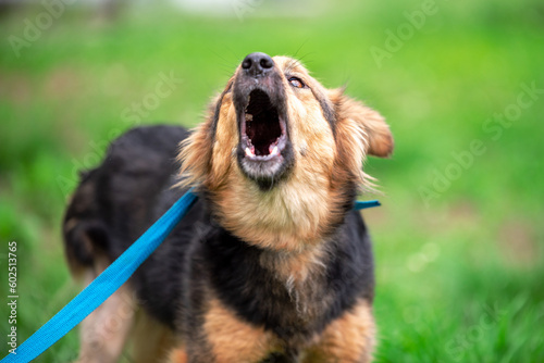 Φωτογραφία barking mongrel dog on a blue leash on a green lawn in summer