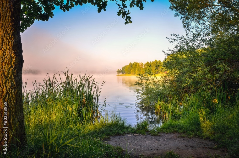Beautiful summer morning on the lake. Green trees and grass by Paprocany lake in Tychy, Poland.