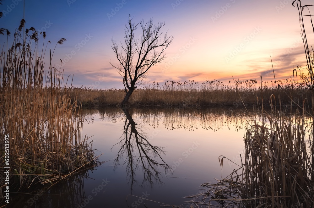 Beautiful summer landscape by the river. Lonely dry tree and grass reflecting in the Nida river in Pinczow, Poland. Beautiful summer landscape by the river. Lonely dry tree and grass reflecting in the Nida river in Pinczow, Poland.