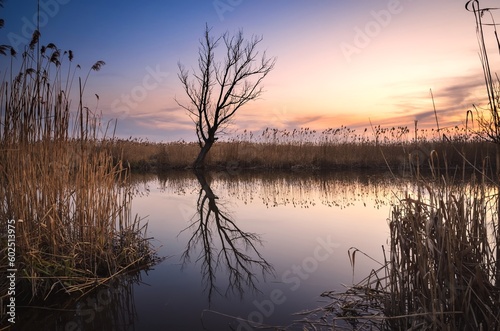 Beautiful summer landscape by the river. Lonely dry tree and grass reflecting in the Nida river in Pinczow  Poland.