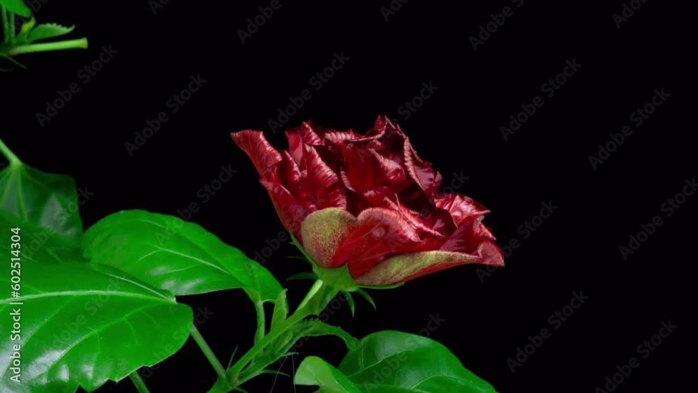 A hibiscus flower blooms. The bud opens and blooms into a large orange yellow flower. Time lapse of a blooming hibiscus flower. Detailed macro time lapse of a blooming flower. Hibiscus bloom