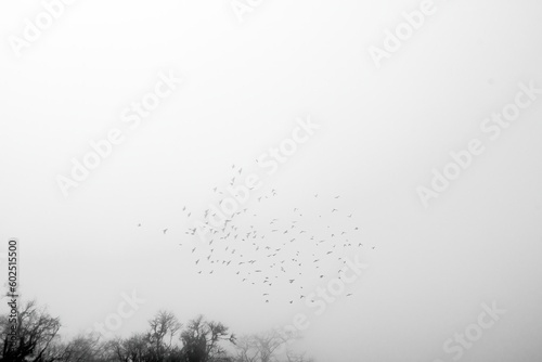 Powerpoint background design with birds flying in the very foggy day