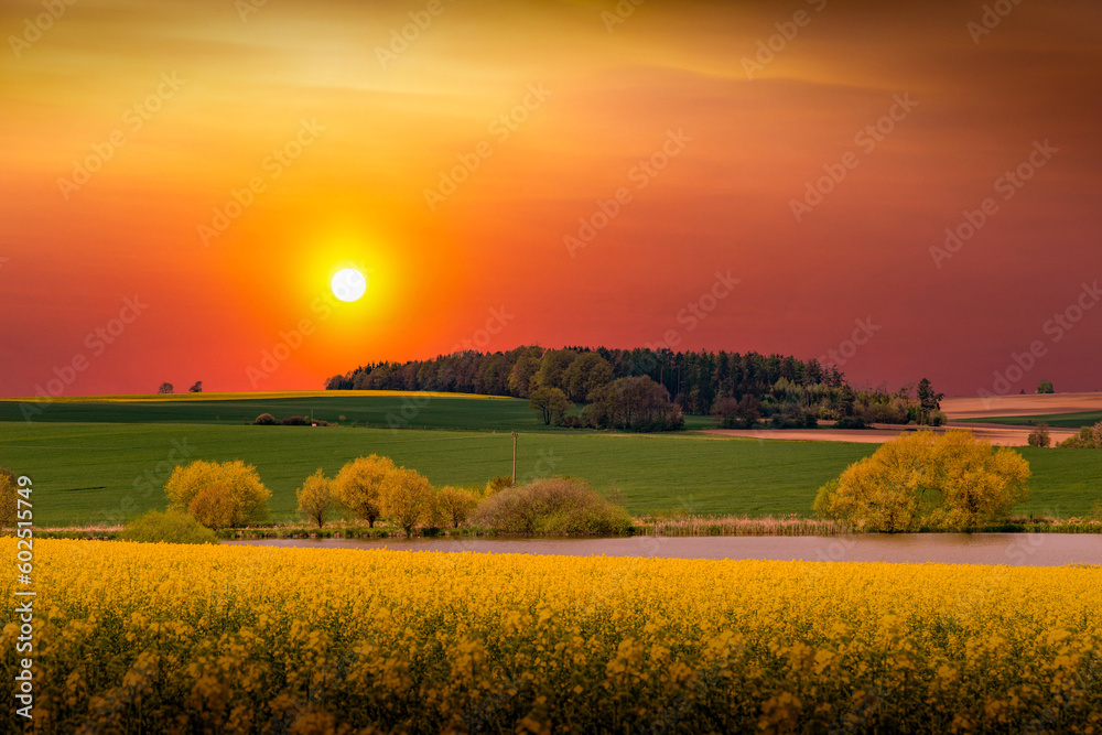 Obraz premium Rural area with rapeseed fields and forests at sunset