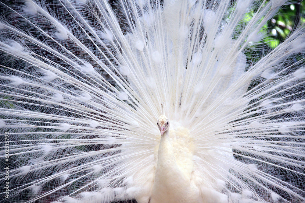 Obraz premium Close-up of white male peacock with spreads tail feathers out