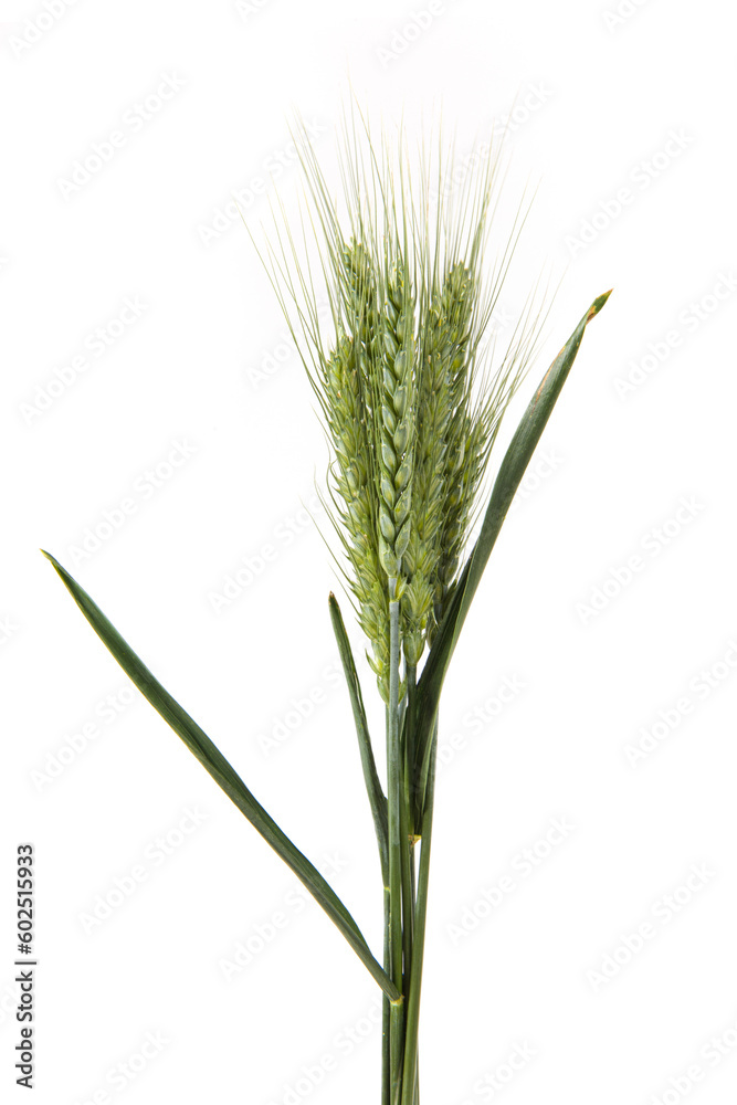 green wheat ears isolated on white background. green wheat ears isolated on white background.