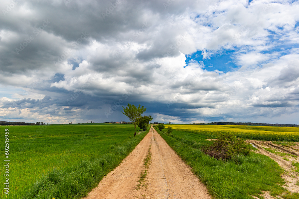 A dirt road among spring fields.