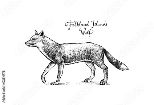 Falkland Islands wolf. Extinct predatory animal. Warrah fox, Antarctic dog. Native land mammal. Engraved Hand drawn vector illustration in woodcut Graphic vintage style, drawing