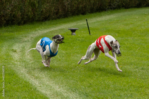 Two white whippets just after the start