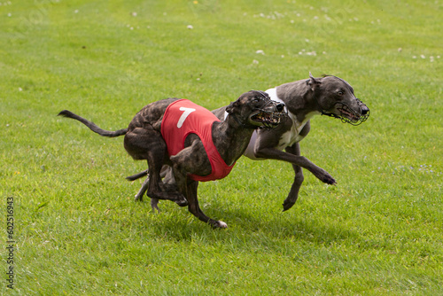 Two whippets during a race