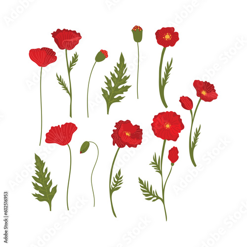 Poppy Flower Element Illustration. Vector red poppies are isolated on a white background.