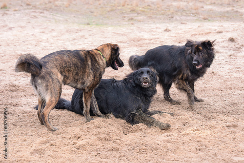 Three dog playing in the sand