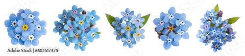 set of isolated different myosotis flowers. Created with Generative AI