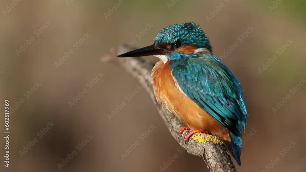 Common kingfisher, Alcedo atthis. A bird sits on a beautiful branch above a pond Common kingfisher, Alcedo atthis. A bird sits on a beautiful branch above a pond