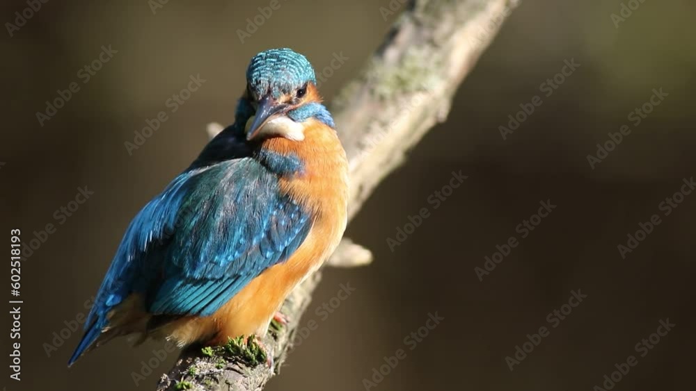Common kingfisher, Alcedo atthis. A bird sits on a branch above the water and brushes its feathers Common kingfisher, Alcedo atthis. A bird sits on a branch above the water and brushes its feathers