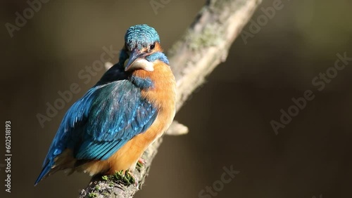 Wallpaper Mural Common kingfisher, Alcedo atthis. A bird sits on a branch above the water and brushes its feathers Torontodigital.ca