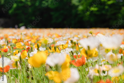 新緑の木々とカラフルなポピー畑