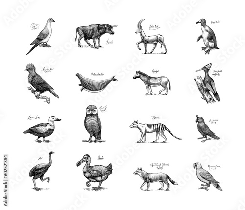 Extinct species. Wild mammal animals and birds. Dodo, Moa, Tasmanian wolf, Quagga. Aurochs. Blue antelope. Hand drawn vector engraved sketch. Graphic vintage style. 
