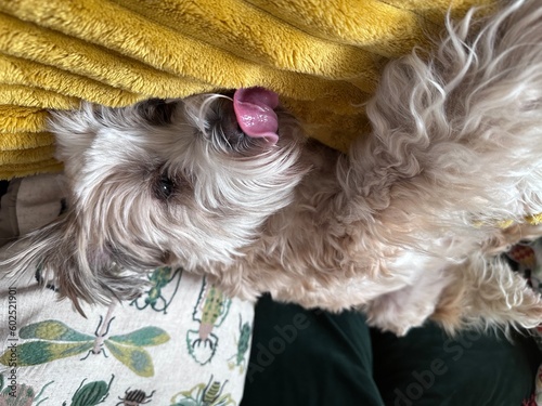 Tibet Terrier  photo