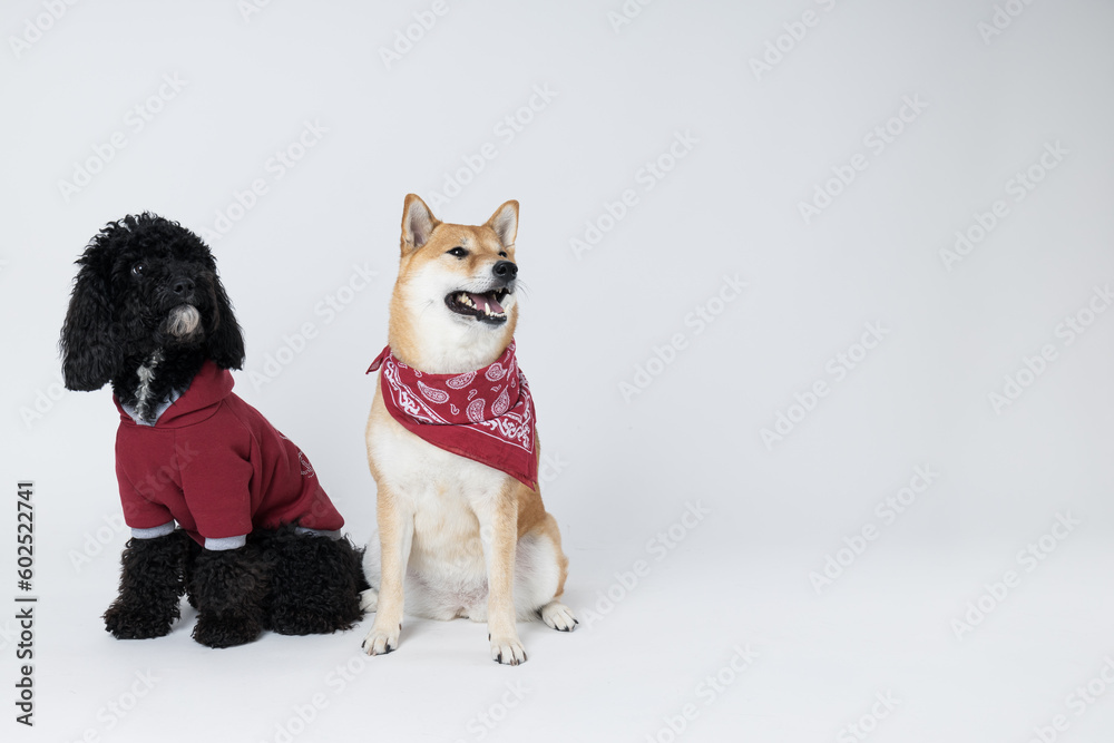 Shiba Inu and Toy poodle dogs on white background Shiba Inu and Toy poodle dogs on white background