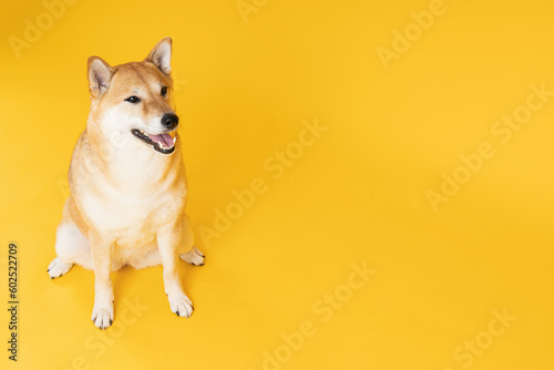Shiba Inu cute dog on yellow background © Atlas