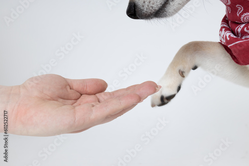 Shiba Inu giving a paw to female hand on white background