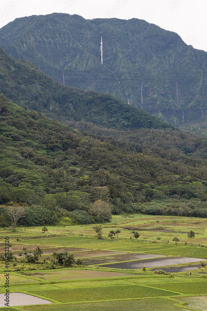Wasserfall und Felder auf Hawaii. Agrarwirtschaft. Regenwald