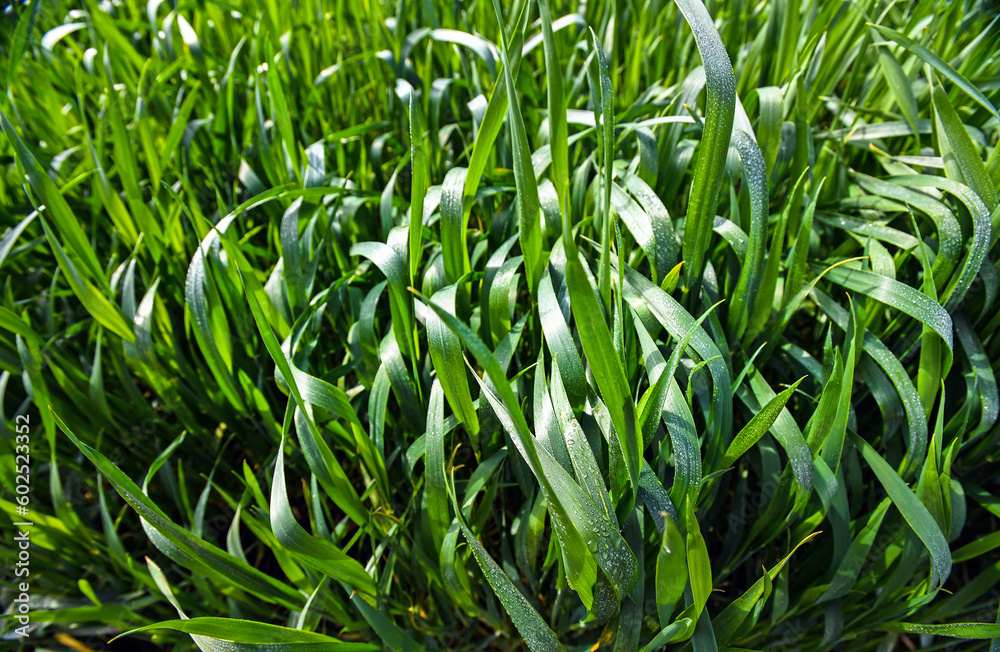 Obraz premium Corn field in spring time
