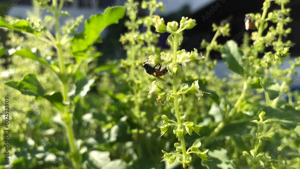 sweet basil garden field with bees at sunrise, Natural color, light, contrast
