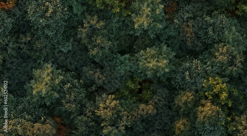 trees in the forest, top view, area view, 3D illustration, cg render