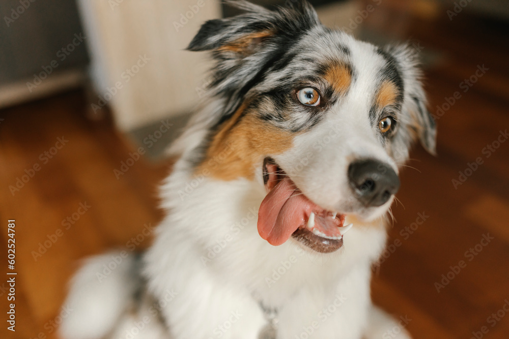 Australian Shepherd sticking out tongue at home Australian Shepherd sticking out tongue at home