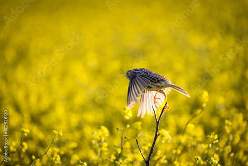 sparrow in the rape field
