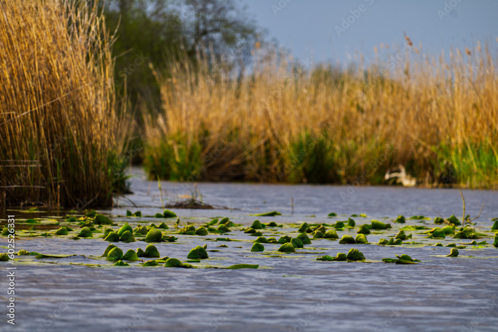 Lily pads on the water in the Trubel Lily pads on the water in the Trubel