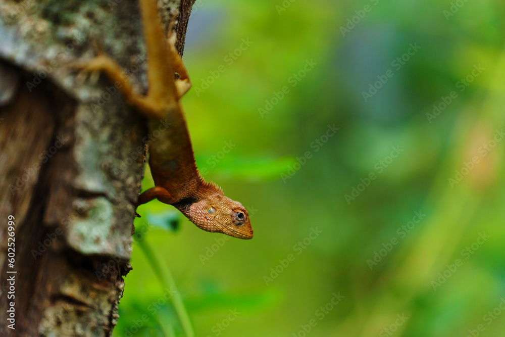 Fototapeta premium asia chameleon on tree